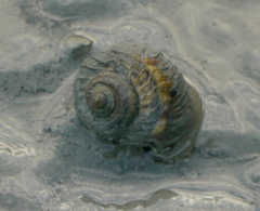 Amphibola crenata