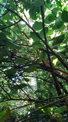 Dillenia suffruticosa