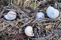 Amphibola crenata