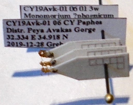 Monomorium bicolor