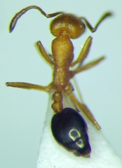 Monomorium phoenicum