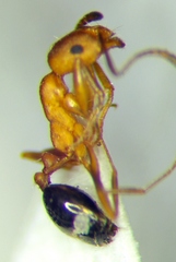 Monomorium phoenicum
