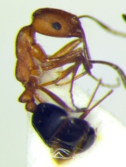 Monomorium phoenicum