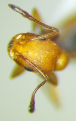 Monomorium phoenicum