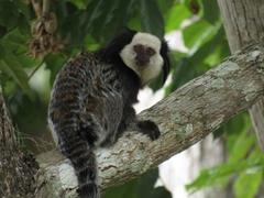 Callithrix geoffroyi