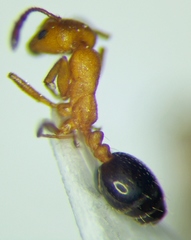 Monomorium phoenicum