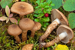 Cortinarius pholideus