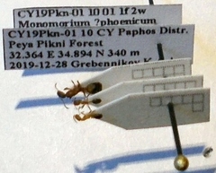 Monomorium phoenicum