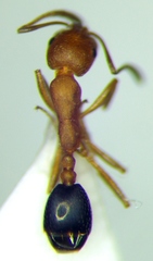 Monomorium phoenicum