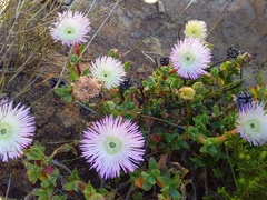 Erepsia forficata