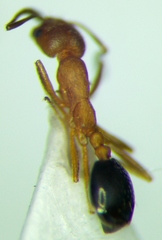 Monomorium phoenicum