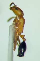 Monomorium phoenicum