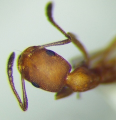 Monomorium phoenicum