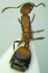 Monomorium phoenicum