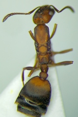 Monomorium phoenicum