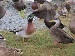 Anas platyrhynchos × Mareca americana