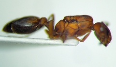 Monomorium phoenicum
