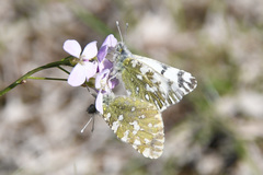 Euchloe ochracea