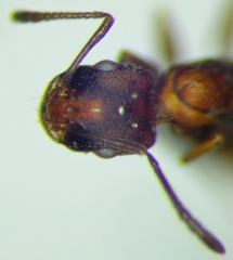 Monomorium phoenicum