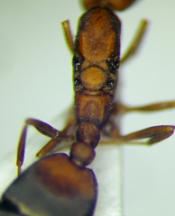 Monomorium phoenicum