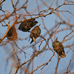 Sturnus vulgaris