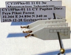 Monomorium phoenicum