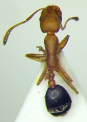 Monomorium phoenicum