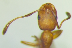 Monomorium phoenicum