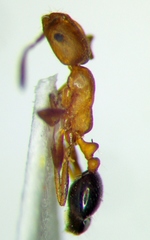 Monomorium phoenicum