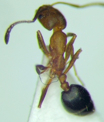 Monomorium phoenicum