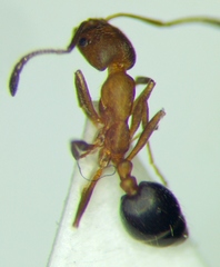 Monomorium phoenicum