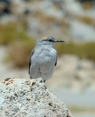 Muscisaxicola rufivertex