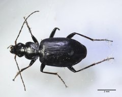 Platynina
