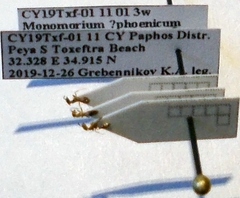 Monomorium phoenicum