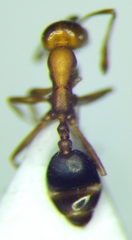 Monomorium phoenicum