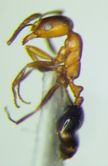 Monomorium phoenicum