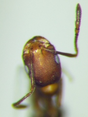 Monomorium phoenicum