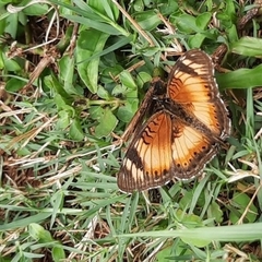 Junonia sophia