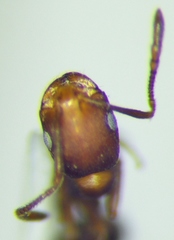 Monomorium phoenicum