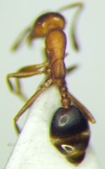 Monomorium phoenicum