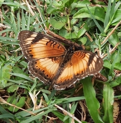 Junonia sophia