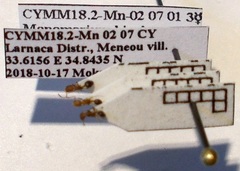 Monomorium phoenicum