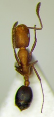 Monomorium phoenicum