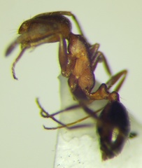 Monomorium phoenicum