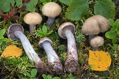 Thaxterogaster porphyropus