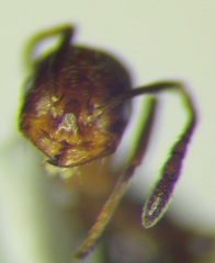Monomorium phoenicum
