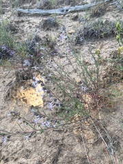 Ipomopsis multiflora