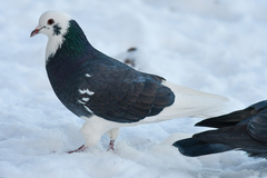 Columba livia domestica