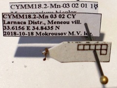 Monomorium phoenicum