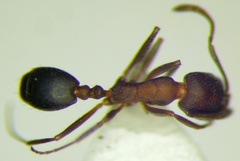 Monomorium phoenicum